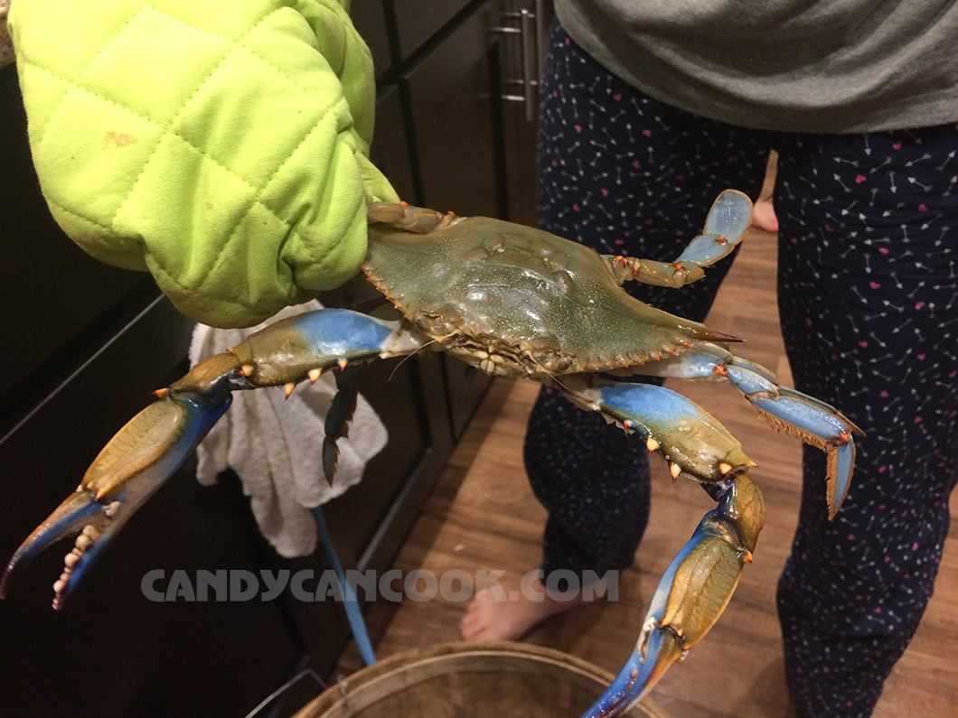 Cua xanh - Blue crabs là đặc sản của bang Maryland